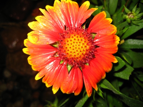 Gaillardia 'Blanket Flower'