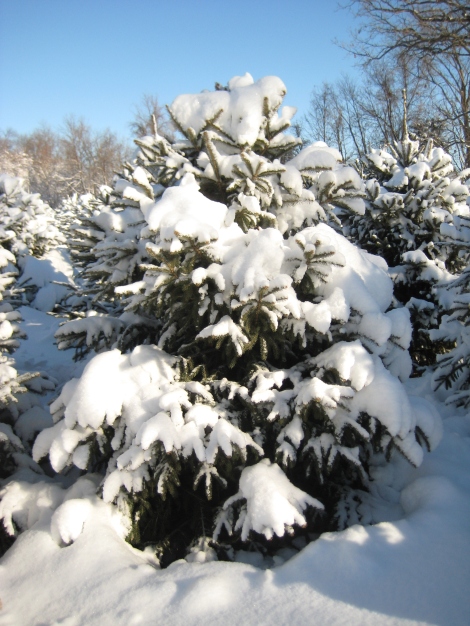 White Spruce covered with snow