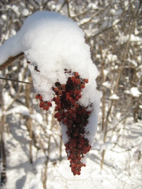 Sumac covered with snow